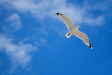 Close to beautiful Seagull flying in the blue sky with clouds background. Chicago IL USA
