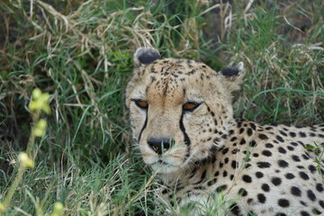 headshot of a cheetah, cheetah portrait, female, cheetah laying in grass in the serengeti national park tanzania