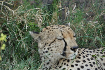 headshot of a cheetah, cheetah portrait, female, cheetah laying in grass in the serengeti national park tanzania