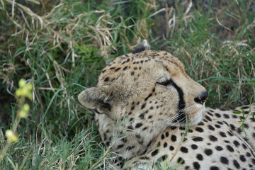 headshot of a cheetah, cheetah portrait, female, cheetah laying in grass in the serengeti national park tanzania