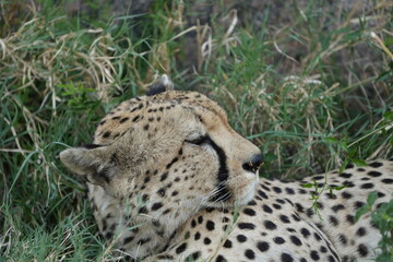 headshot of a cheetah, cheetah portrait, female, cheetah laying in grass in the serengeti national park tanzania