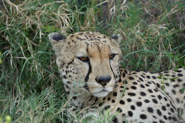 headshot of a cheetah, cheetah portrait, female, cheetah laying in grass in the serengeti national park tanzania