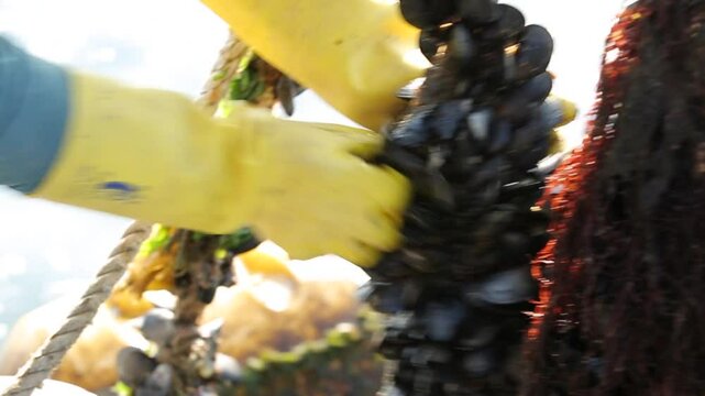 Harvesting mussels grown in a sea farm