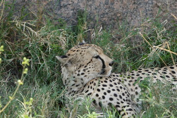 headshot of a cheetah, cheetah portrait, female, cheetah laying in grass in the serengeti national park tanzania
