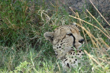 headshot of a cheetah, cheetah portrait, female, cheetah laying in grass in the serengeti national park tanzania