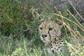 headshot of a cheetah, cheetah portrait, female, cheetah laying in grass in the serengeti national park tanzania