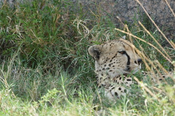headshot of a cheetah, cheetah portrait, female, cheetah laying in grass in the serengeti national park tanzania