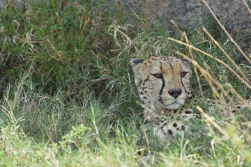 headshot of a cheetah, cheetah portrait, female, cheetah laying in grass in the serengeti national park tanzania