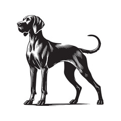 Beautifully crafted Vizsla silhouette with artistic detailing - Vizsla illustration - minimal Vizsla vector - dog silhouette

