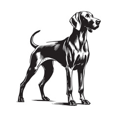 Simple yet striking Weimaraner silhouette for multiple applications - Weimaraner illustration - minimal Weimaraner vector - dog silhouette
