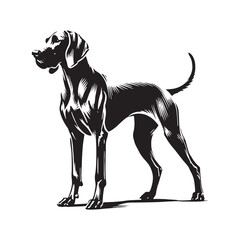 Premium Weimaraner silhouette crafted for professional designers - Weimaraner illustration - minimal Weimaraner vector - dog silhouette
