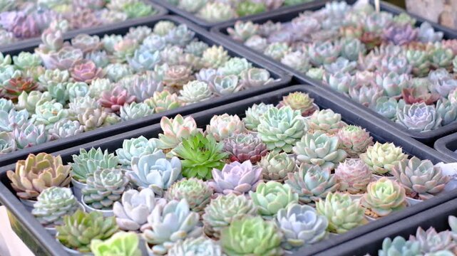 A row of potted plants with a variety of colors and sizes. The plants are arranged in a way that they are all facing the same direction