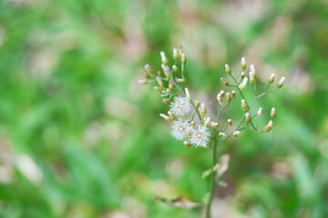 Little Ironweed Grass flowers in the garden.
