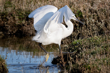 Little Egret (Egretta garzetta), La Forêt-Fouesnant , Brittany, France.