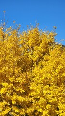 Fototapeta premium ginkgo tree Korea