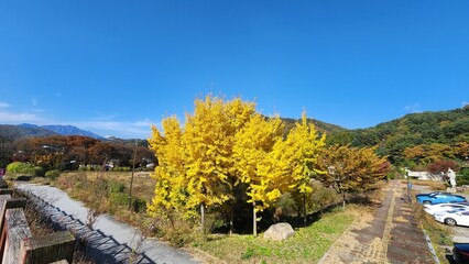 ginkgo tree Korea