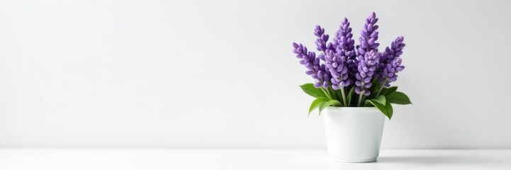 Fototapeta premium Delicate purple lavender blooms in a small pot on a crisp white surface, flowers, isolated