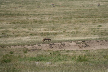 black backed jackal walking through the serengeti