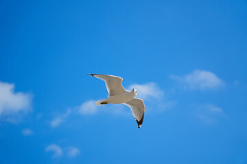 Beautiful Seagull flying and looking something in the blue sky with clouds background.