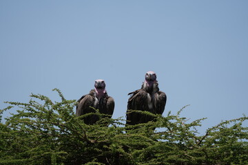 portrait of a pair of lappet-faced vulture or Nubian vulture (Torgos tracheliotos) sitting on the top of a tree in the serengeti national park tanzania