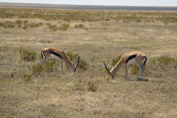 Two Male Grant&rsquo;s Gazelles Sparring on the Serengeti Plains, Tanzania