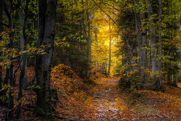 Las jesienią © WiSt