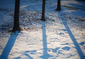 Fototapeta premium trees shadows on snow-covered ground on a sunny winter day.