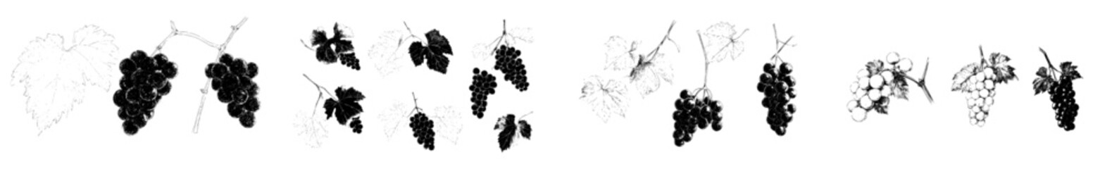 A monochrome sketch of a set of grapes, featuring hand drawn grape bunches