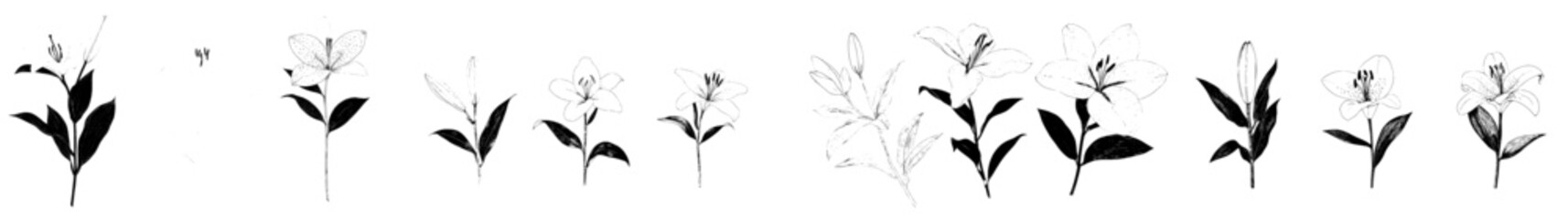 Linear style illustration of hand drawn branches with lily isolated on background, ideal for various design applications