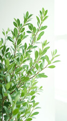Fototapeta premium lush green plant with ovate leaves