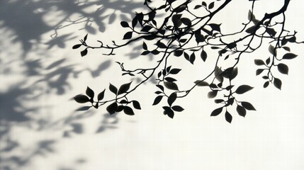 Naklejka premium Shadow of Leaves on White Background Creating Artistic Natural Pattern
