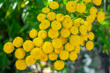 Tansy flowers on a background of green leaves close-up, macro