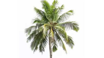 Tropical Green Coconut Palm Tree Isolated on White Background — Symbol of Beach Paradise, Summer Vacation, and Exotic Nature Representing Relaxation, Fresh Air, and Coastal Island Scenery.