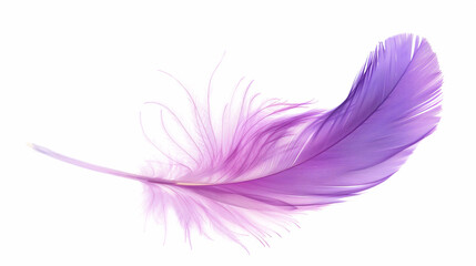 Obraz premium pink feather isolated on white