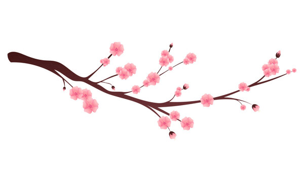 pink cherry blossom branch on white background clip art preview