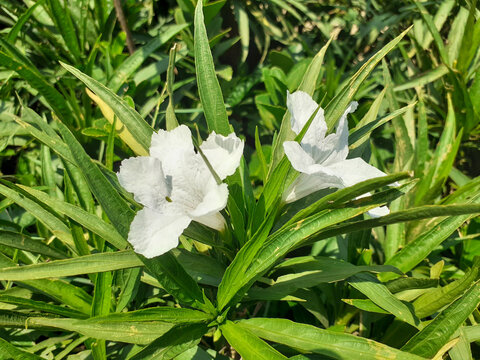 White flower of ruellia (maxican petunia) with green leaves background in summer 