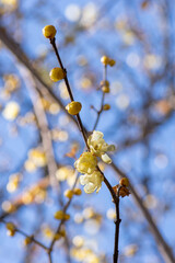 青空に映える蝋梅