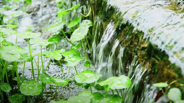 Slow motion hydrocotyle vulgaris and water flowing