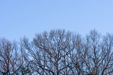 森の上に広がる冬の青空