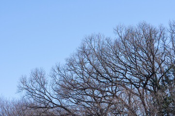森の上に広がる冬の青空