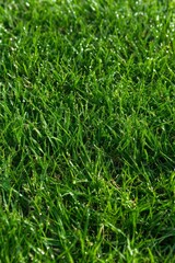 Obraz premium Fresh, green lawn covered in glistening dew in a serene backyard setting for lawns