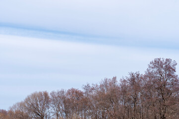 森の上に広がる冬の青空と白い雲
