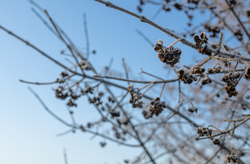 tree branch in winter