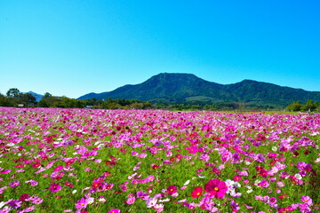 上堰潟公園のコスモス（新潟県）