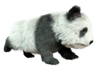 3D Rendering Panda Bear on White © photosvac