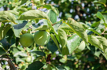 Obraz premium Close-up of green persimmons and leaves on a persimmon tree branch.