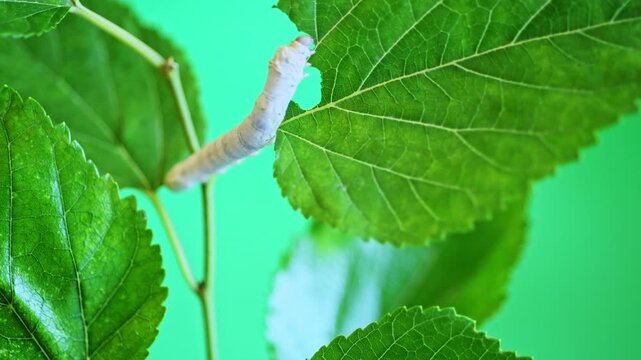 One silkworm eating mulberry leaves