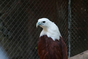 Majestic Brahminy Kite in Captivity