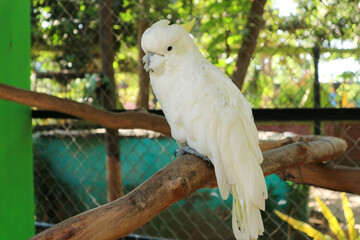 Sulphur-crested Cockatoo Perched on a Branch in a Zoo Aviary