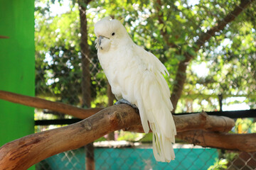 White Cockatoo Perched on a Branch in a Lush Green Aviary